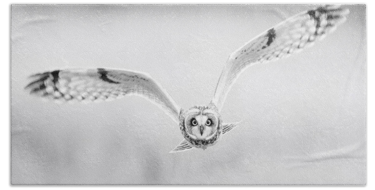 Short-eared Owl Bath Towel featuring the photograph Short-Eared Owl Approach by Max Waugh