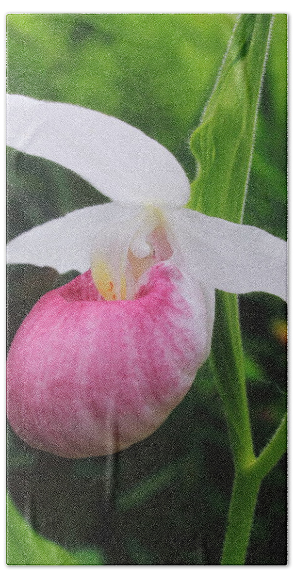 Wildflower Bath Towel featuring the photograph Showy Lady's Slipper by John Burk