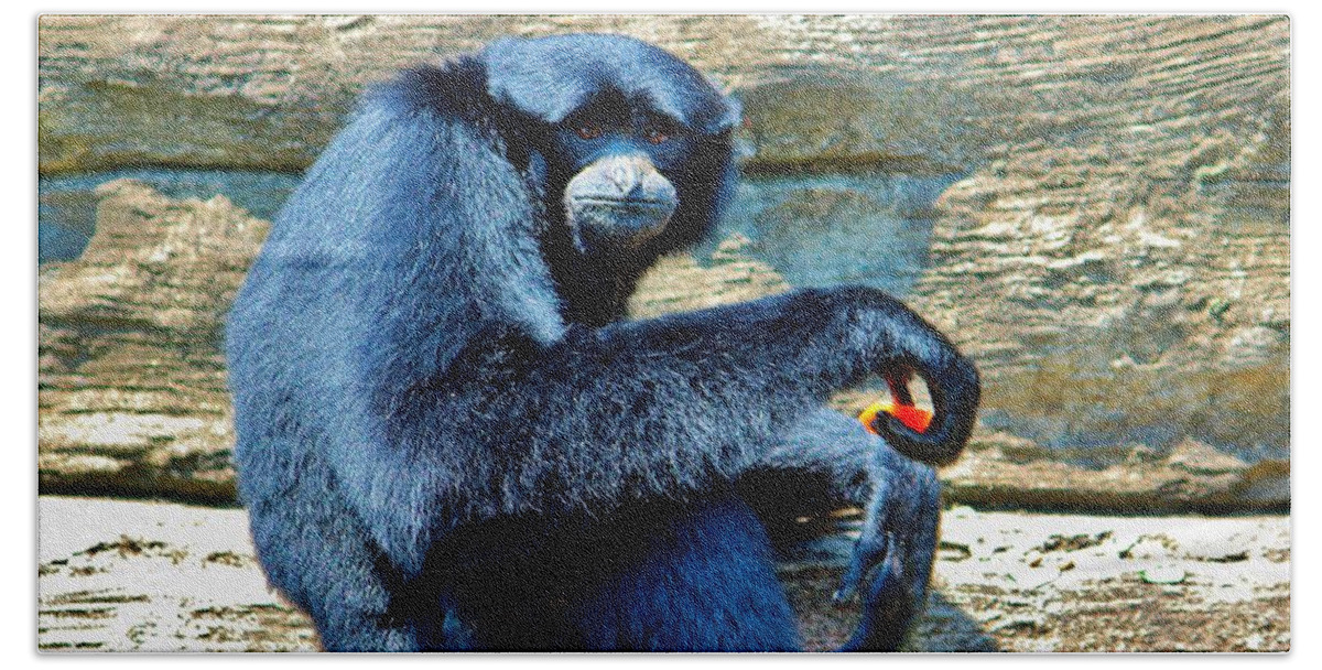 Hylobates Syndactylus Bath Towel featuring the photograph Siamang Having A Snack by Cynthia Guinn