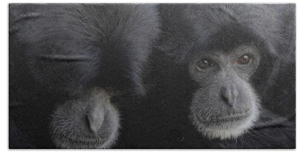 Siamang Bath Towel featuring the photograph Siamang pair by Howard Ferrier