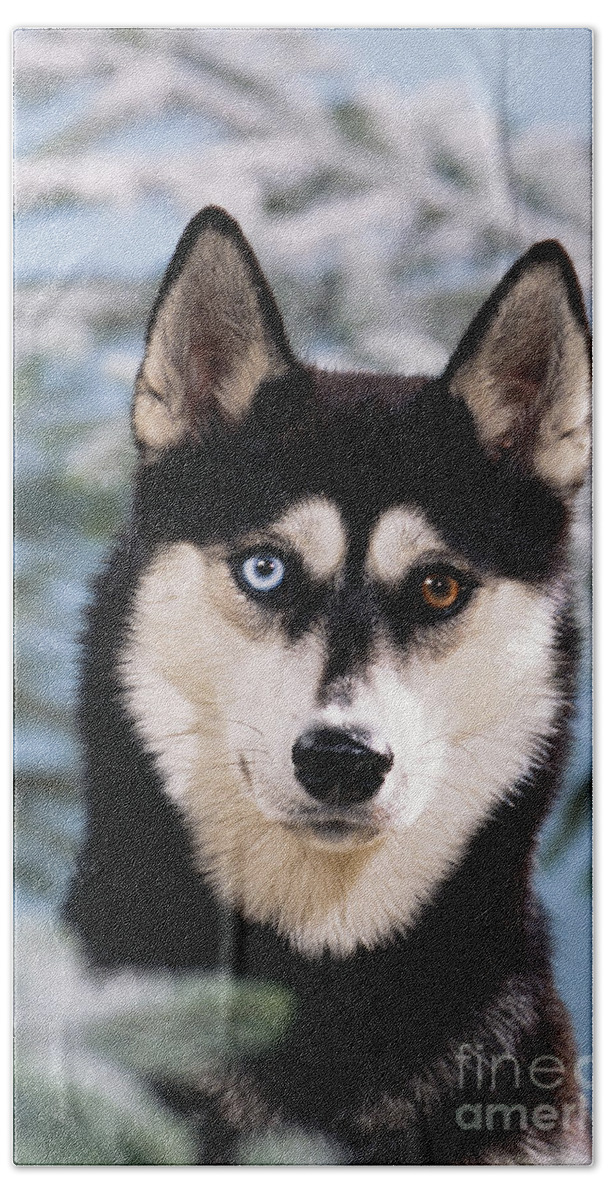 Dog Bath Sheet featuring the photograph Siberian Husky by John Daniels