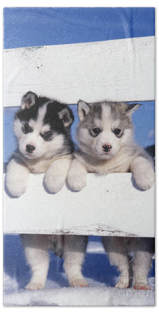 cheap huskies for sale