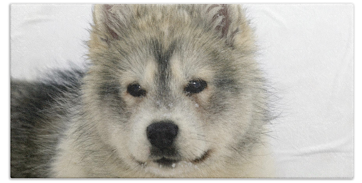 Arctic Husky Bath Sheet featuring the photograph Siberian Husky Puppy by M. Watson