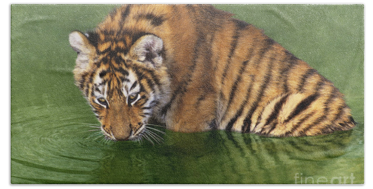 Siberian Tiger Bath Towel featuring the photograph Siberian Tiger Cub in Pond Endangered Species Wildlife Rescue by Dave Welling