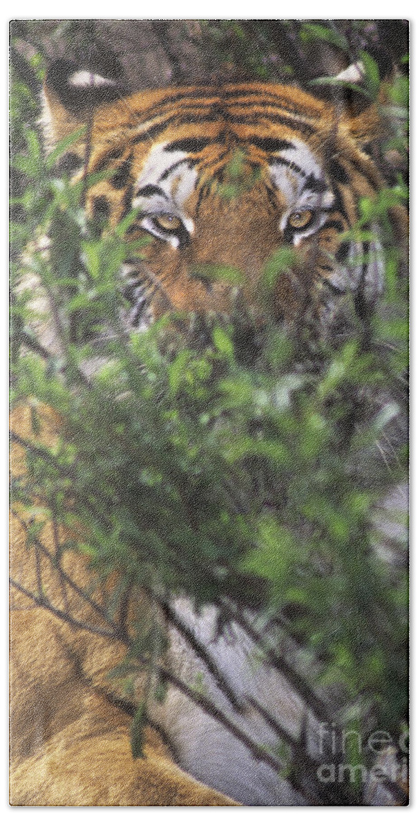 Siberian Tiger Bath Towel featuring the photograph Siberian Tiger in hiding Wildlife Rescue by Dave Welling