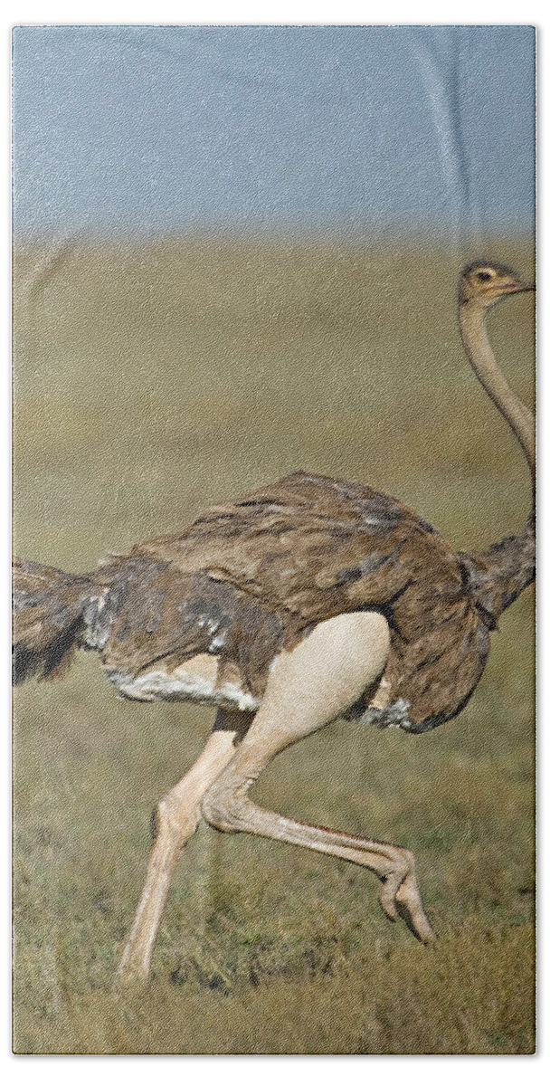 Photography Hand Towel featuring the photograph Side Profile Of An Ostrich Running by Panoramic Images