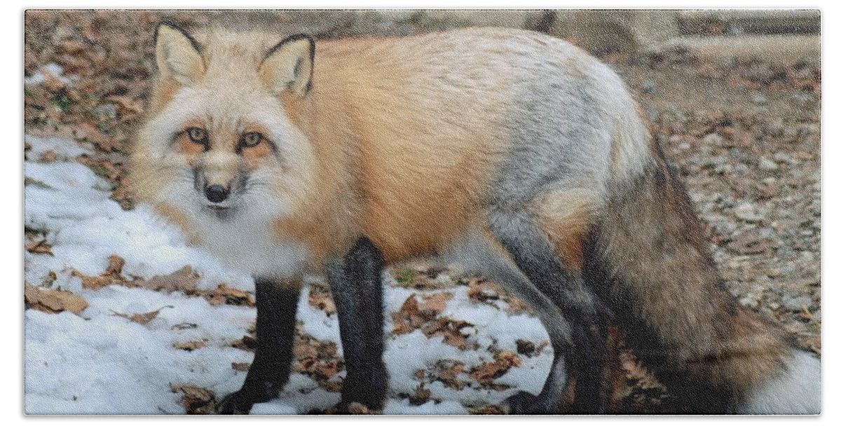 Fox Hand Towel featuring the photograph Sierra the Fox by Richard Bryce and Family