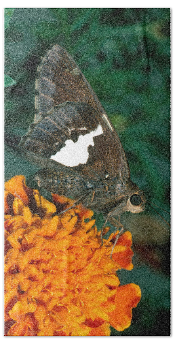 Animal Bath Towel featuring the photograph Silver-spotted Skipper by Harry Rogers