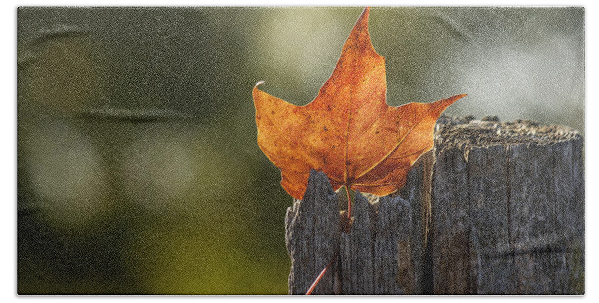 Maple Leaf Bath Towel featuring the photograph Simply Autumn by Penny Meyers