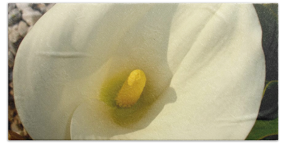 Calla Bath Towel featuring the photograph Single Cream White Calla Lily With Garden Background by Taiche Acrylic Art