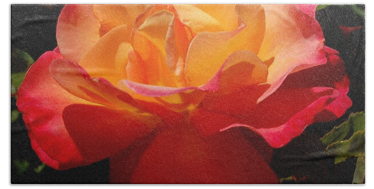 Linda Brody Bath Towel featuring the photograph Single Red and Orange Rose by Linda Brody