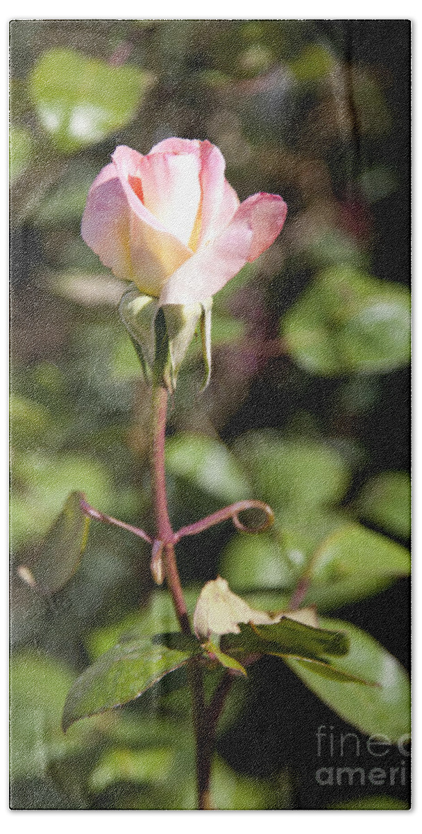 Pink Photographs Bath Towel featuring the photograph Single Rose by David Millenheft