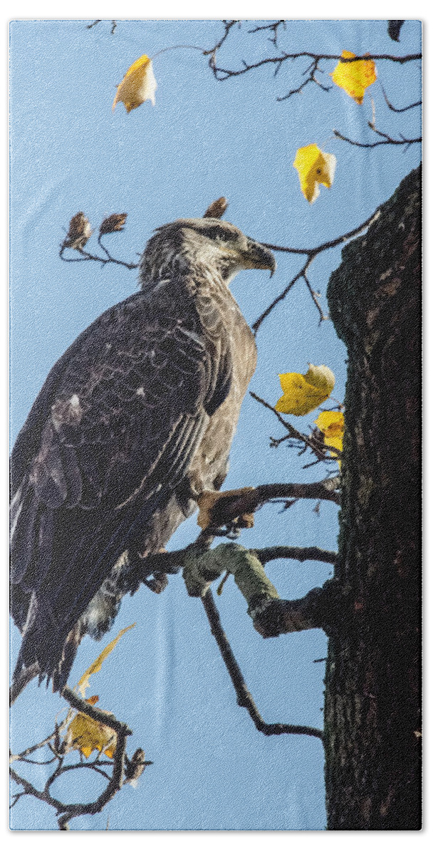 Immature Eagle Bath Towel featuring the photograph Sitting in the Sun by Gary Wightman