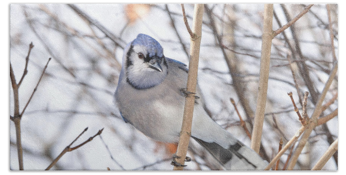 Blue Jay Bath Towel featuring the photograph Sitting Pretty II by David Porteus