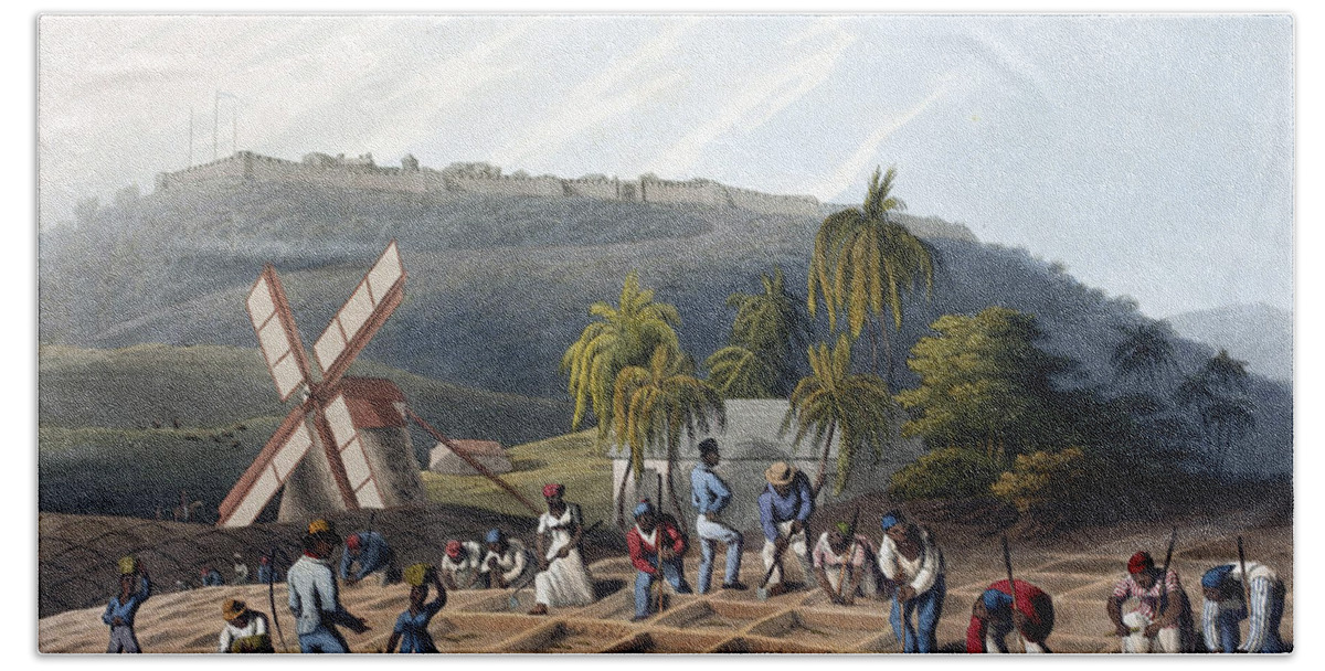 Slave Trade Bath Towel featuring the photograph Slaves Planting Sugar Cane, 19th Century by British Library