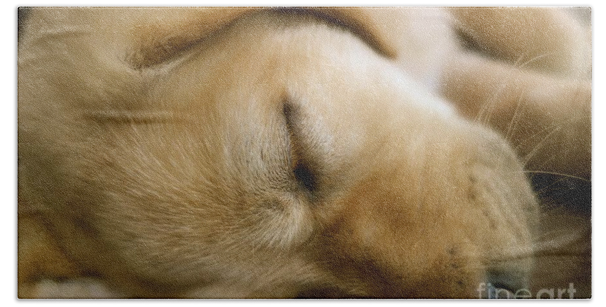 Dog Bath Towel featuring the photograph Sleeping Beauty by Jacqueline Athmann