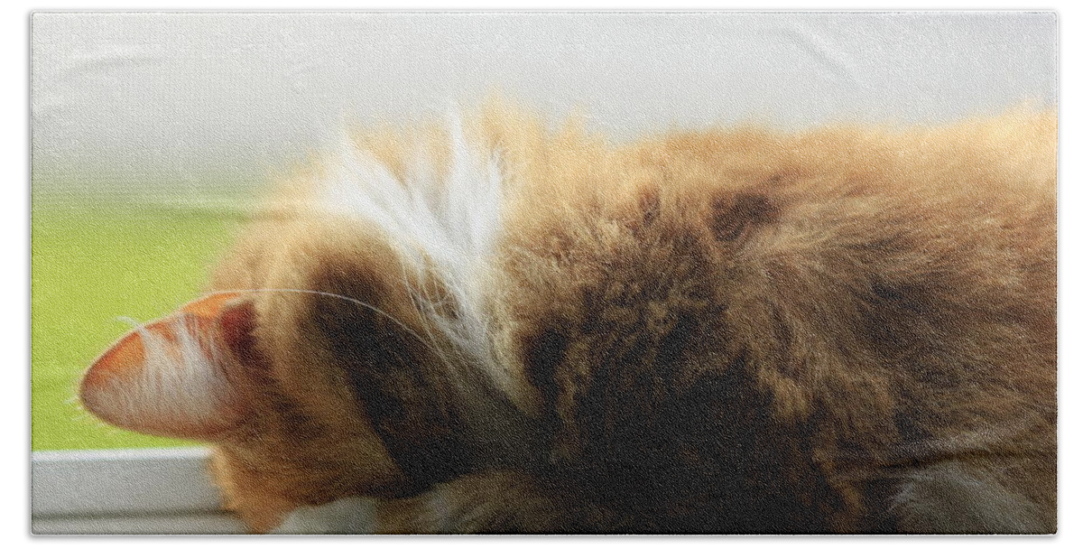 Cat Bath Towel featuring the photograph Maine Coon Kitten Catnap by Valerie Collins