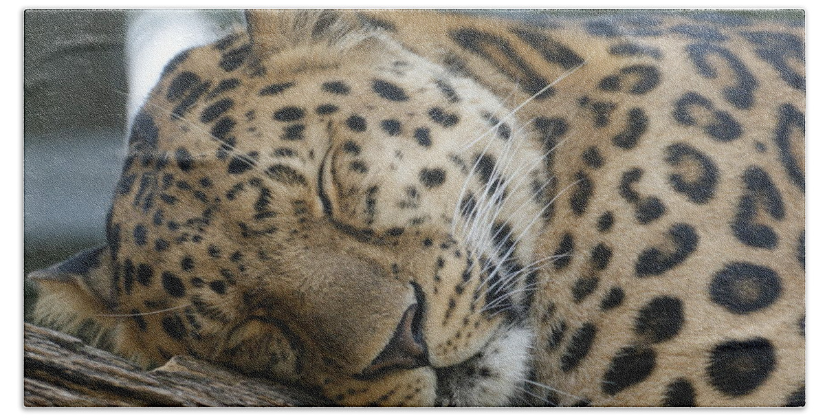 Sleeping Bath Towel featuring the photograph Sleeping Leopard by Chris Boulton