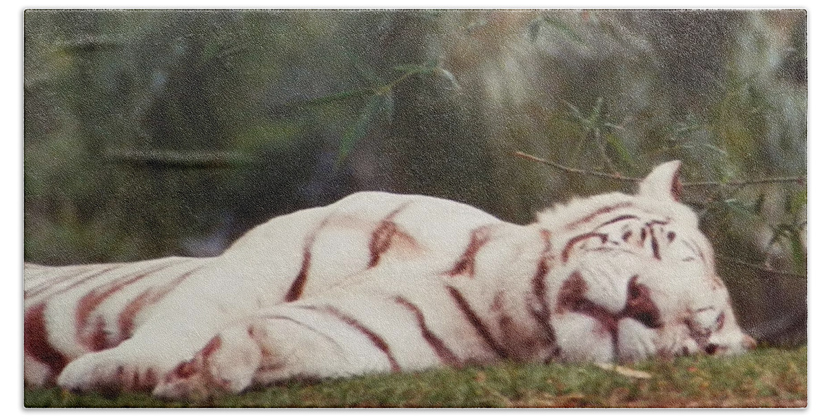 Beautiful White Bath Towel featuring the photograph Sleeping White Snow Tiger by Belinda Lee