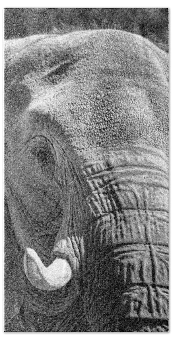 Elephant Bath Towel featuring the photograph Sleepy Elephant Lady Black and White by Kathy Clark