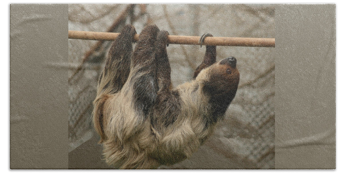 Sloth Hand Towel featuring the photograph Sloth by Ellen Henneke