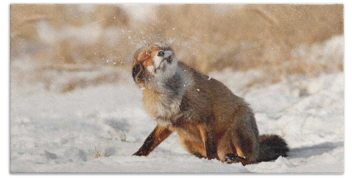 Fox Hand Towel featuring the photograph Slush Puppy Red Fox in The SNow by Roeselien Raimond
