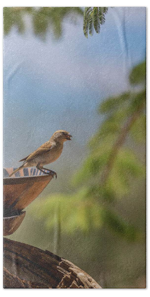 Photography Hand Towel featuring the photograph Small Manakin Bird Taking A Bath by Animal Images