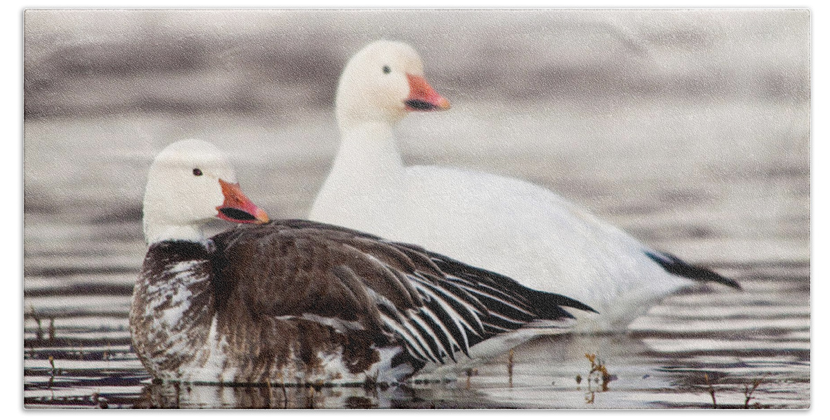 Anatidae Bath Towel featuring the photograph Snow And Blue Geese by Craig K. Lorenz