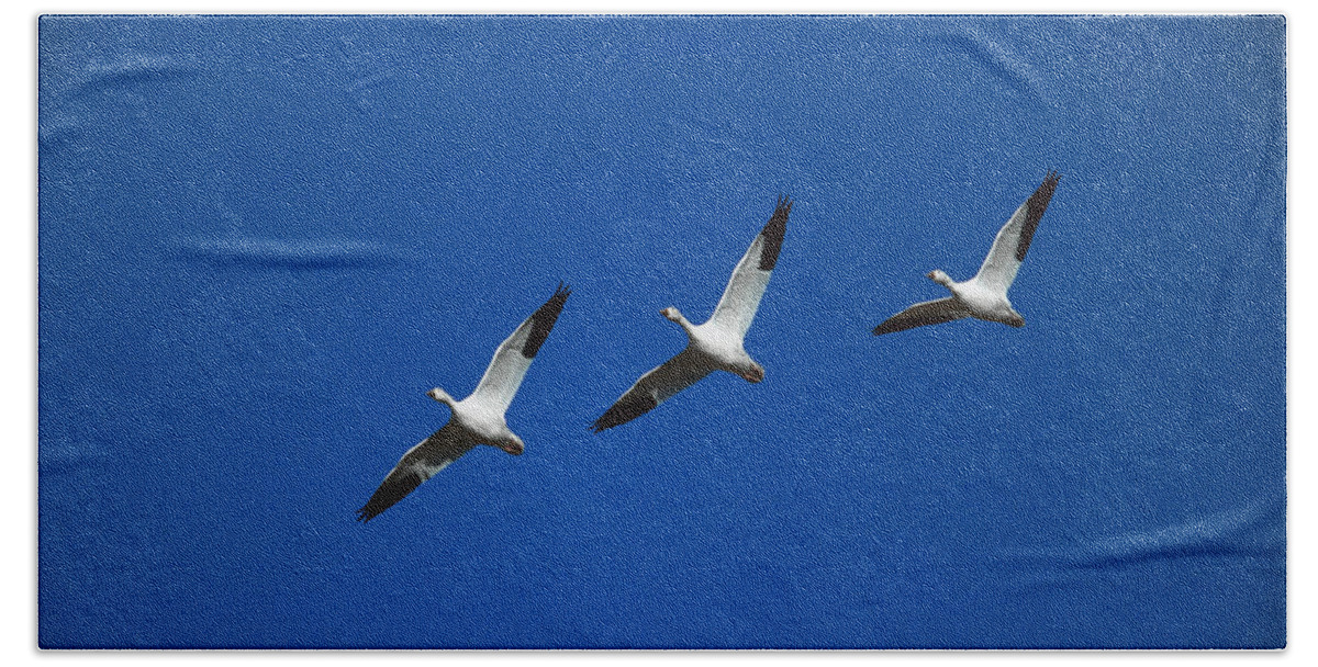 Feb0514 Hand Towel featuring the photograph Snow Geese In Formation New Mexico by Tom Vezo
