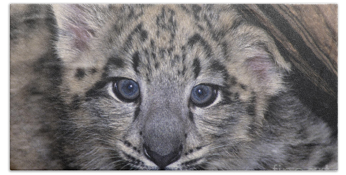 Asia Bath Towel featuring the photograph Snow Leopard Cub ENDANGERED by Dave Welling
