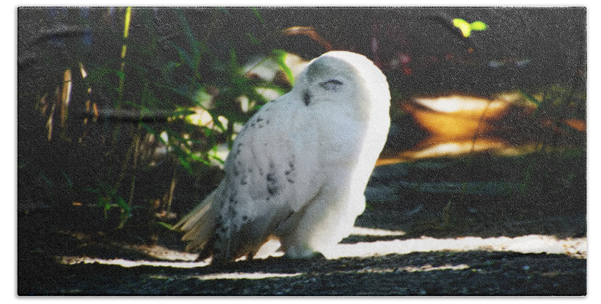 Snow Bath Towel featuring the photograph Snow Owl by Bill Cannon