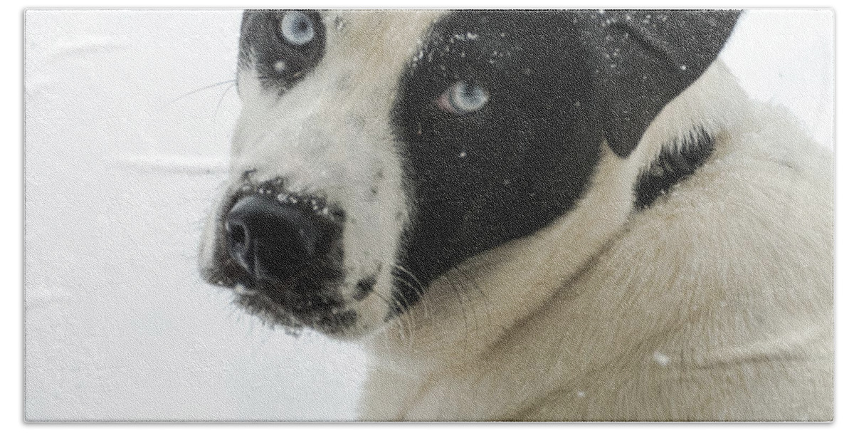 Dog Hand Towel featuring the photograph Snow Puppy by Holden The Moment