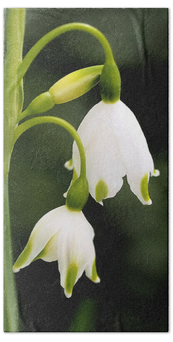 Snowbells Bath Towel featuring the photograph Snowbells in Spring by Rona Black