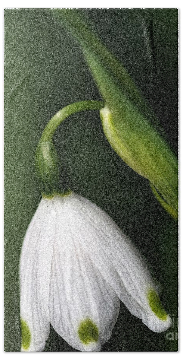Snowdrop Flower Hand Towel featuring the photograph Snowdrop by Joy Watson