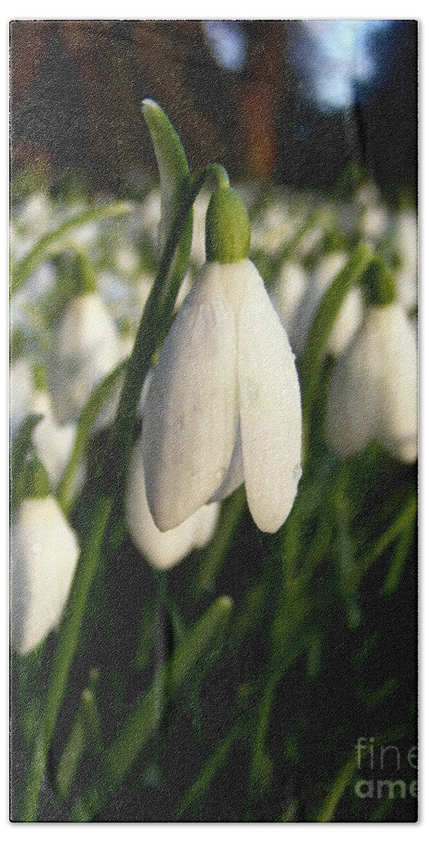 Snowdrops Hand Towel featuring the photograph Snowdrops by Nina Ficur Feenan