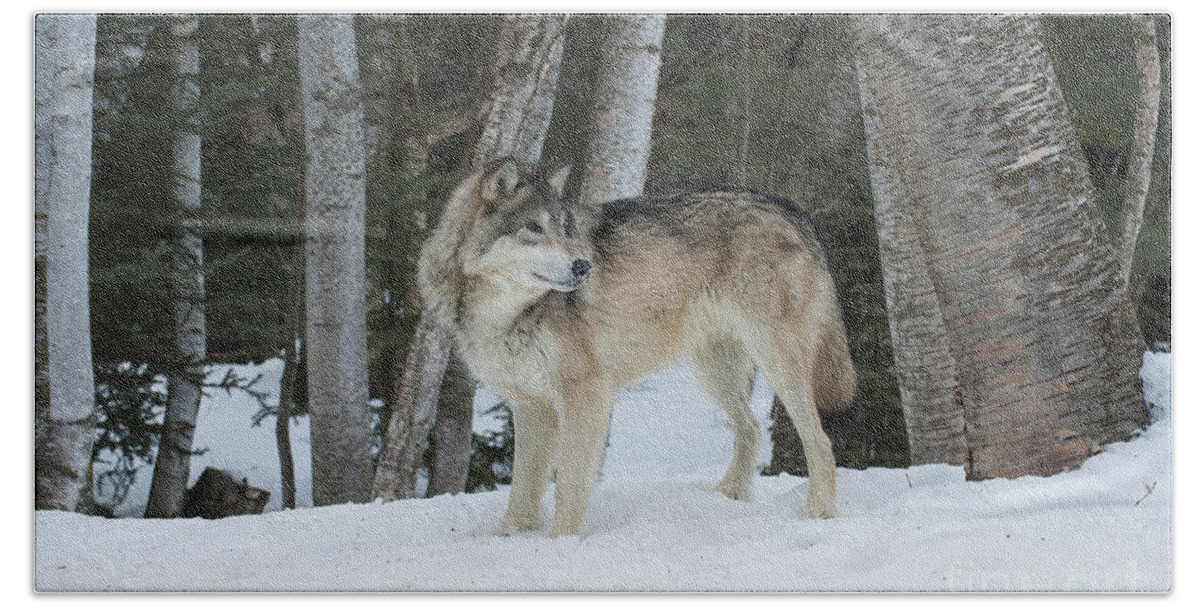 Wolf Bath Sheet featuring the photograph Snowy Day Trek by Sandra Bronstein