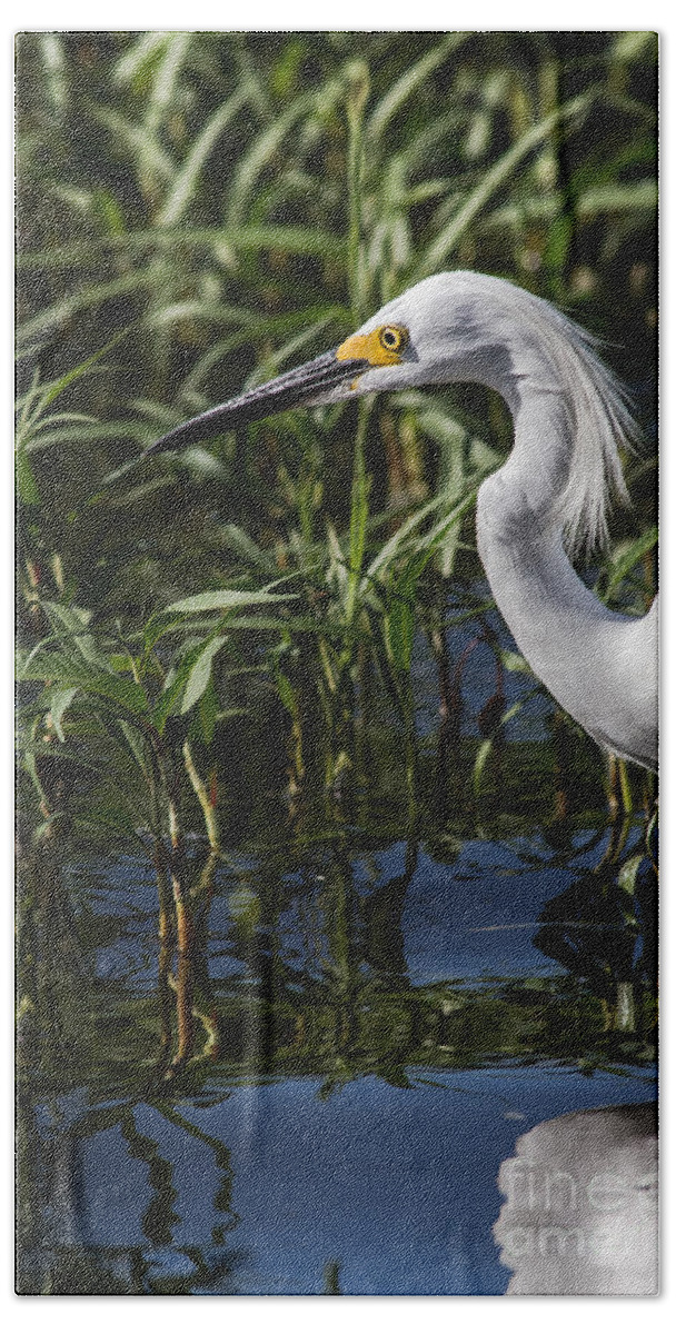 Animal Bath Towel featuring the photograph Snowy Egret Stalking by Robert Frederick