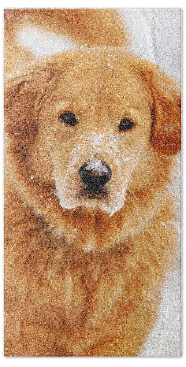 Golden Retriever Bath Towel featuring the photograph Snowy Golden Retriever by Christina Rollo