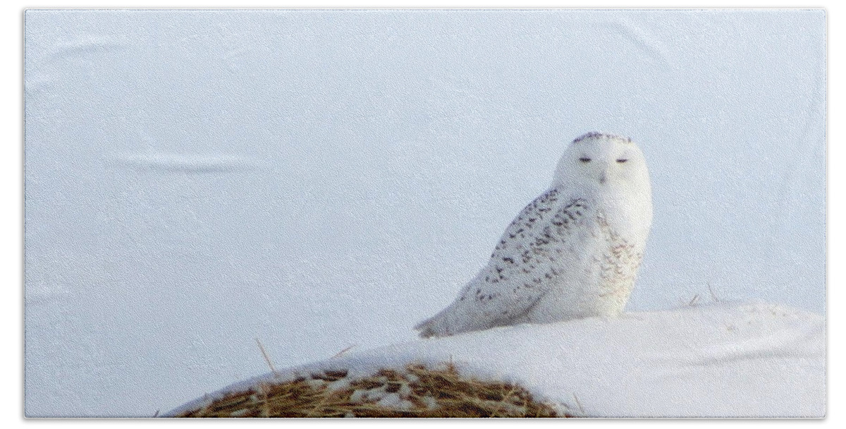Alyce Taylor Hand Towel featuring the photograph Snowy Owl by Alyce Taylor