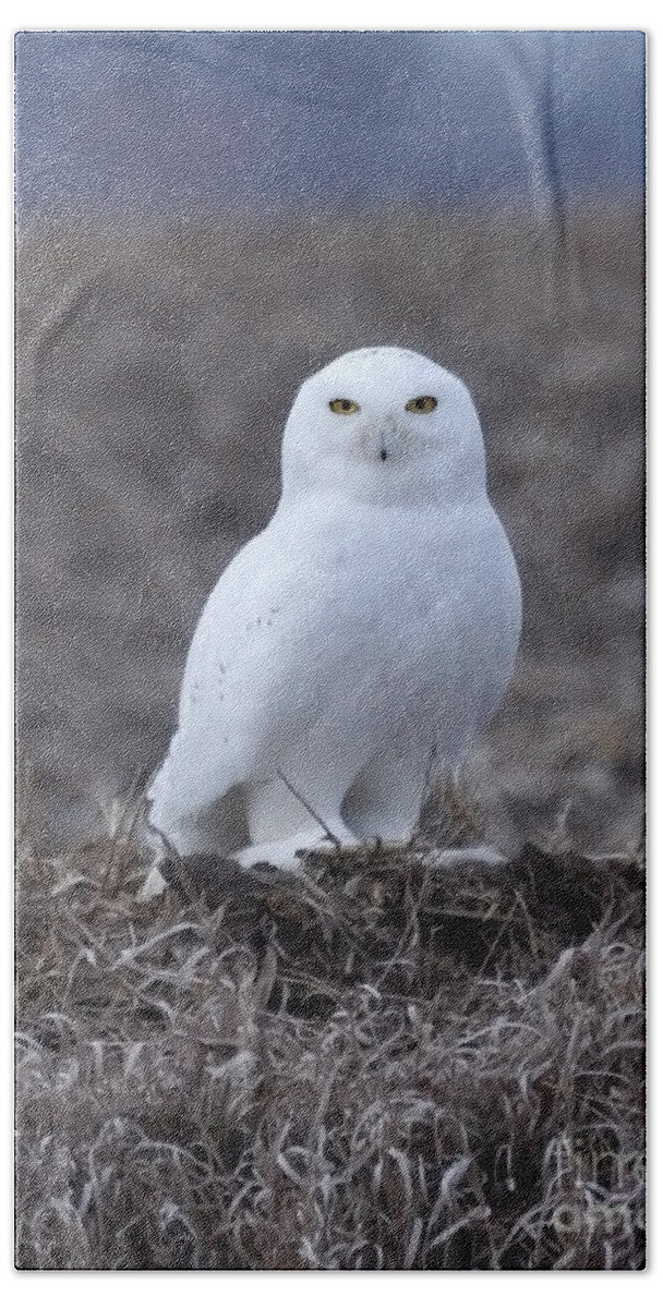 Owl. Snowy Owl. Wildlife Hand Towel featuring the photograph Snowy owl by Lori Tordsen