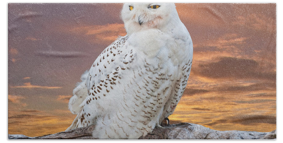Animal Bath Towel featuring the photograph Snowy Owl Perched at Sunset by Jeff Goulden
