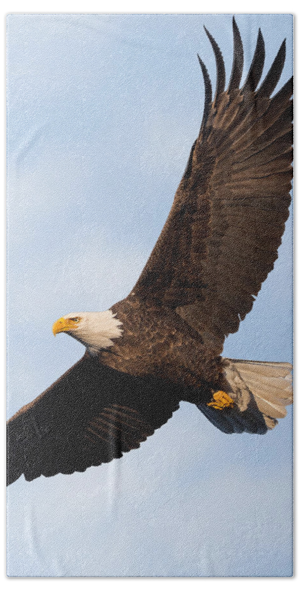 Eagle Hand Towel featuring the photograph Soaring American Bald Eagle by Bill Wakeley