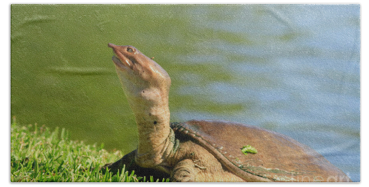 Turtle Hand Towel featuring the photograph Soft Shell Oil by Deborah Benoit