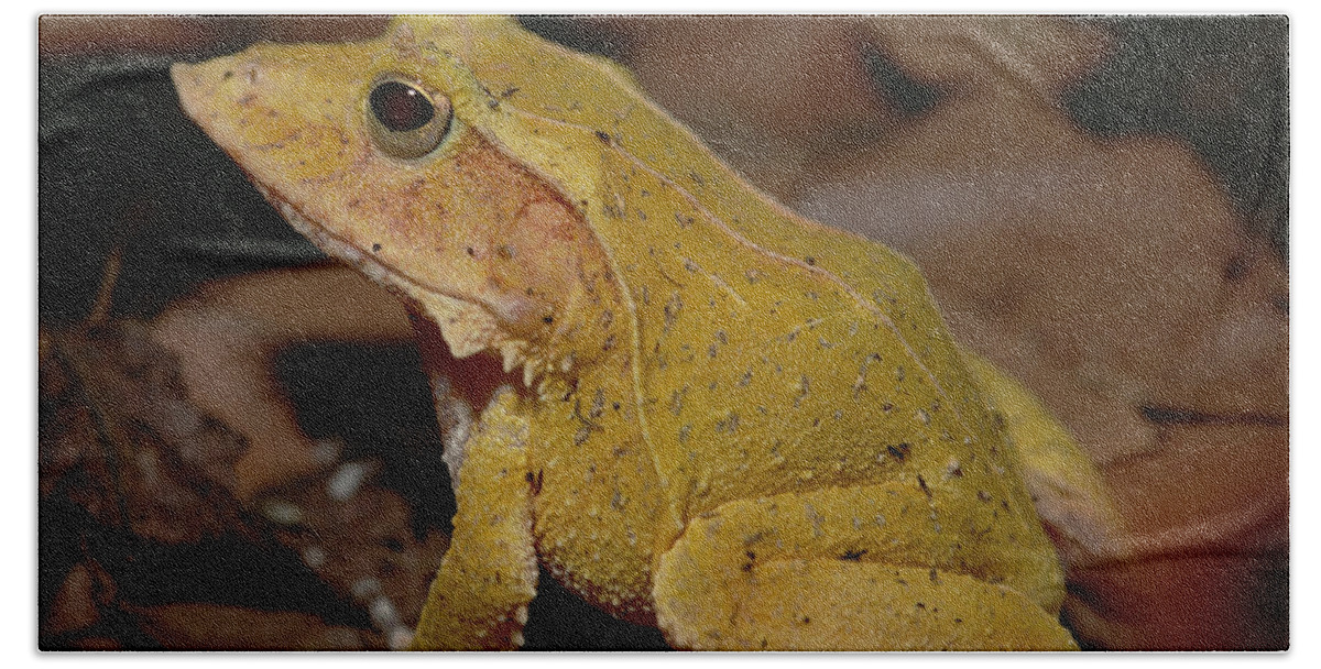Feb0514 Bath Towel featuring the photograph Solomon Island Leaf Frog by Gerry Ellis