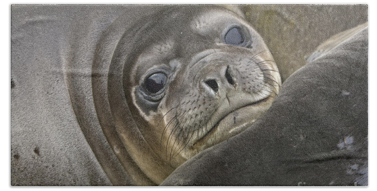 00345917 Hand Towel featuring the photograph Southern Elephant Seal Pup by Yva Momatiuk and John Eastcott
