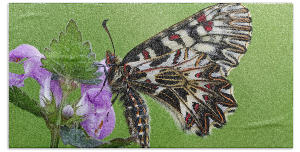 Feb0514 Hand Towel featuring the photograph Southern Festoon Butterfly Po Valley by Thomas Marent