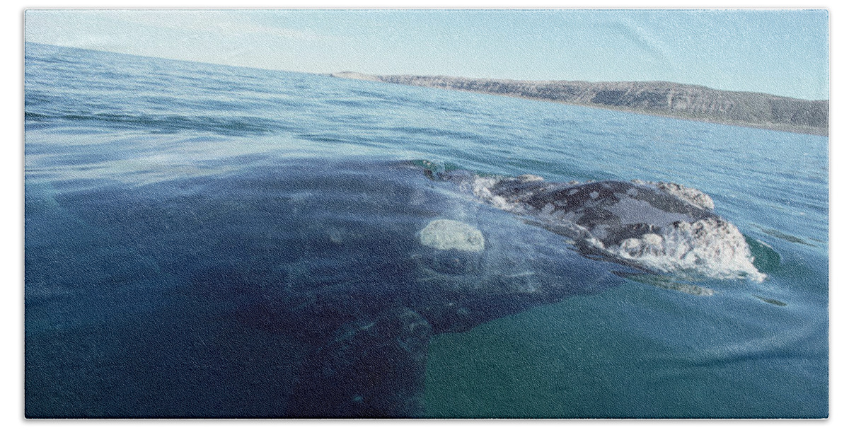 Feb0514 Bath Towel featuring the photograph Southern Right Whale At Surface by Flip Nicklin