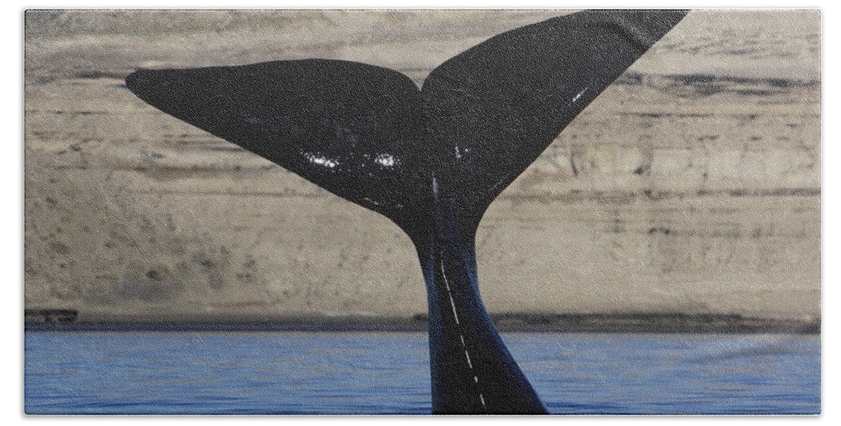 Feb0514 Hand Towel featuring the photograph Southern Right Whale Tail Valdes by Hiroya Minakuchi