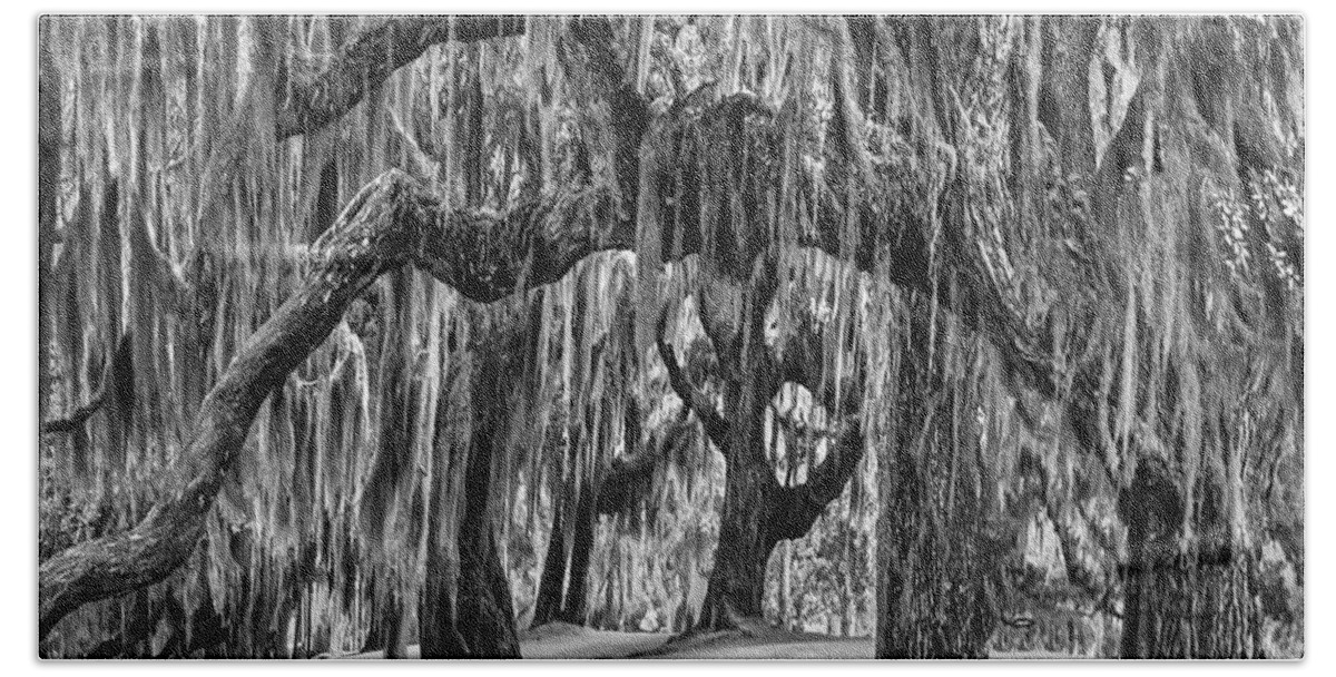 Clouds Bath Towel featuring the photograph Spanish Moss in Black and White by Debra and Dave Vanderlaan