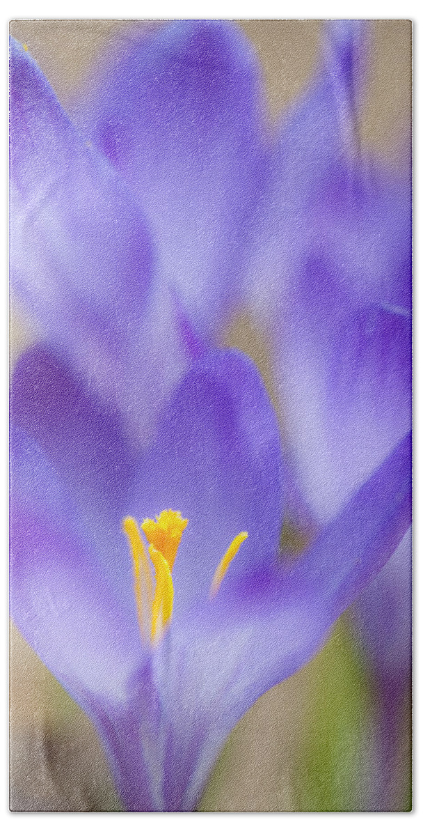 Crocus Bath Towel featuring the photograph Spark Of Spring by Jean-Pierre Ducondi